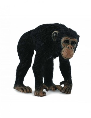 Cimpanzeu Femela - Collecta foto