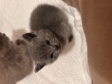 pui de pisică British Shorthair