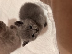 pui de pisică British Shorthair