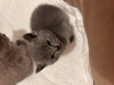 pui de pisică British Shorthair foto