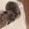 pui de pisică British Shorthair