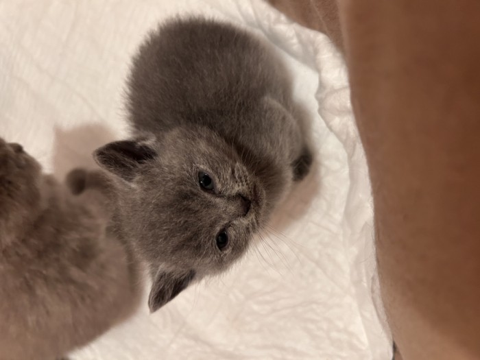 pui de pisică British Shorthair
