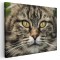 Tablou portret pisica Tablou canvas pe panza CU RAMA 20x30 cm