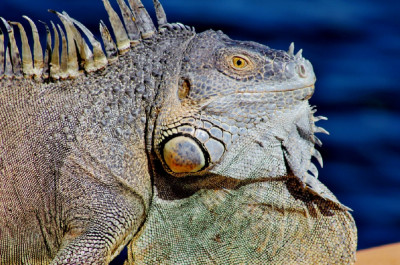 Tablou canvas Iguana 2, 75 x 50 cm foto