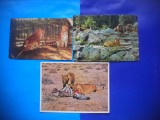 HOPCT LOT NR 1005 FELINE -FAUNA I-3 CARTI POSTALE-CIRCULATE, Circulata, Printata