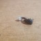 Conector Power DC Laptop Acer Asire 5520 #RAZ