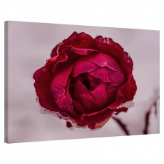 Tablou Canvas, Tablofy, Frozen Rose, Printat Digital, 100 &amp;times; 70 cm foto