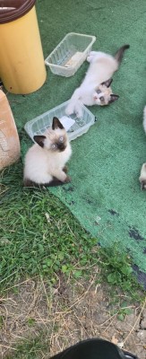 Pisicuta Ragdoll Seal point foto
