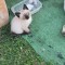 Pisicuta Ragdoll Seal point