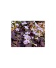 Bulb, Oxalis, Triangularis, Calibru, Oem