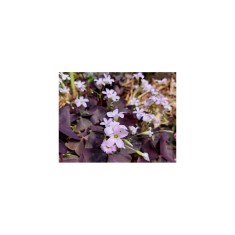 Bulb, Oxalis, Triangularis, Calibru