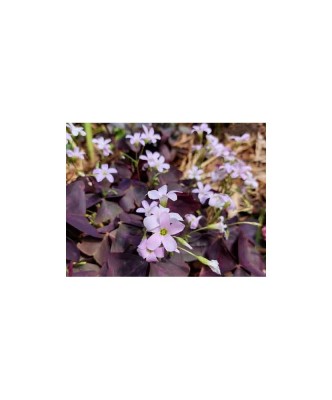 Trifoi - Macris Oxalis, Triangularis, Mov, ., 1 Bulb foto
