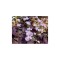 Bulb, Oxalis, Triangularis, Calibru