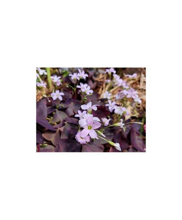Bulb, Oxalis, Triangularis, Calibru
