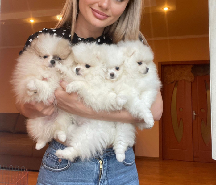 Catei Pomeranian