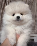 pomeranian mini