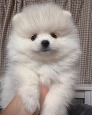 pomeranian mini