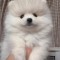 pomeranian mini