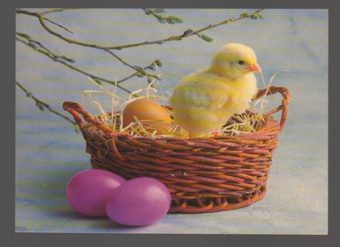 CPIB 20011 CARTE POSTALA - FELICITARE - PUI IN COS CU OUA, NECIRCULATA