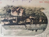 Gruss von oberland ,Superba carte postala , interesanta, anii 1900, Circulata, Printata