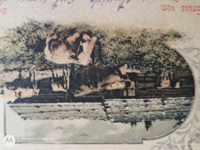 gruss von oberland ,Superba carte postala , interesanta, anii 1900 foto