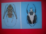 HOPCT 14868 INSECTE DIN BRAZILIA SI COASTA DE FILDES -FAUNA - -NECIRCULATA