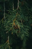 Tablou Canvas, "Ramuri de conifer &icirc;n &icirc;ntuneric misterios", Veveriță, Ramuri, Verde, Frunziș, Textură, Natură, Detalii, &Icirc;ntunecat, Frunze, Pădure, Orga