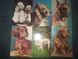 17 CARTI POSTALE CAINI