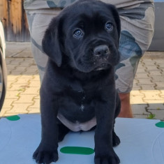 Cane Corso de vanzare