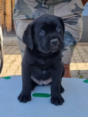 Cane Corso de vanzare foto