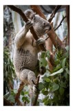 Tablou Canvas, "Koala printre frunzele de eucalipt", Koala, Copac, Frunze, Blană, Adorabil, Eucalipt, Natură, Ținută, Ramuri, 26 x 39 cm, CMCLASS