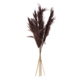 Pene Decorative Pampas, Model 85cm, Culoare Maro, Set 5 Bucăți, Oem