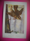 HOPCT 6299 ANTHUS TRIVIALIS TRIVIALIS -PASARI DE APA -FAUNA EUROPA-CP CHROMO LITHO -MUZEUL REGAL STIINTE NATURALE BELGIA-NECIRCULATA, Printata