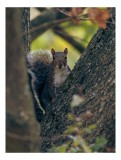Tablou Canvas, "Jucăușul pădurii printre ramuri verzi", Veveriță, Copac, Blană, Natură, Crengi, Frunze, Privire, V&acirc;rful Cozii, Fundal Neclar, Verde.,