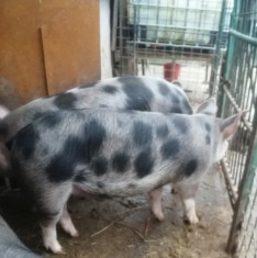 Porci de vanzare rasa Pietrain, 60-70 kg