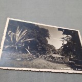 CARTE POSTALA 1945 CENZURAT BAILE BUZIAS -O PARTE DIN PARC CIRCULATA
