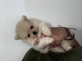 Vand Pomeranian- masculi- Canisa