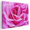 Tablou floare trandafir roz detaliu Tablou canvas pe panza CU RAMA 70x100 cm