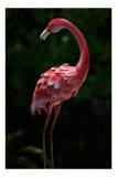 Tablou Canvas, "Flamingo roz &icirc;n grădină &icirc;ntunecată", Flamingo, Roz, Grațios, Metalic, Elegant, Pene, Decorativ, Artistic, Strălucitor, Curbat, 26 x 39