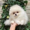 Pomeranian boo