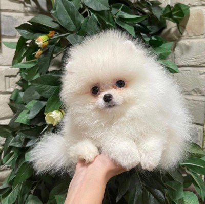 pomeranian boo foto