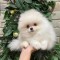 pomeranian boo