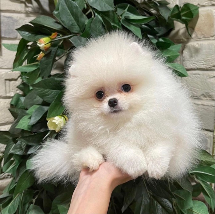 pomeranian boo