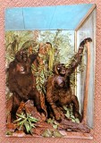 Muzeul de Istorie Naturala Grigore Antipa. Familie de Gorile-de-munte din Uganda - Necirculata