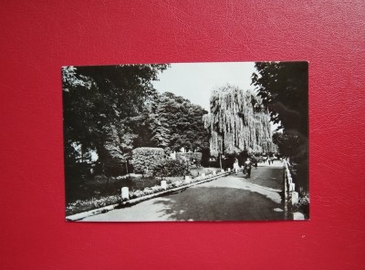 CARTE POSTALA - RPR - RADAUTI - VEDERE DIN PARC foto