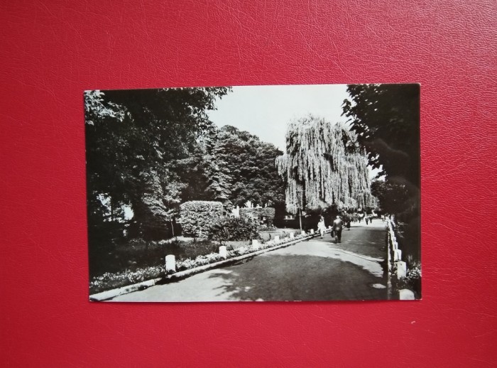 CARTE POSTALA - RPR - RADAUTI - VEDERE DIN PARC