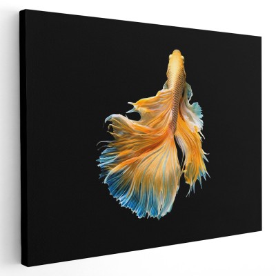 Tablou peste luptator siamez galben albastru negru 1581 Tablou canvas pe panza CU RAMA 60x80 cm foto