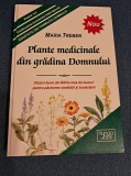 Plante medicinale din gradina Domnului