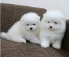 Pomeranian rasa pura