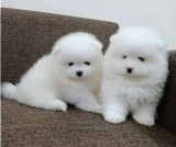 pomeranian boo
